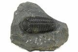 Prone Morocops Trilobite - Ofaten, Morocco #345185-3